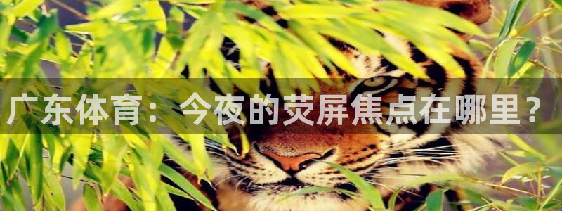 飞速体育直播nba免费观看：广东体育：今夜的荧屏焦点在哪里？